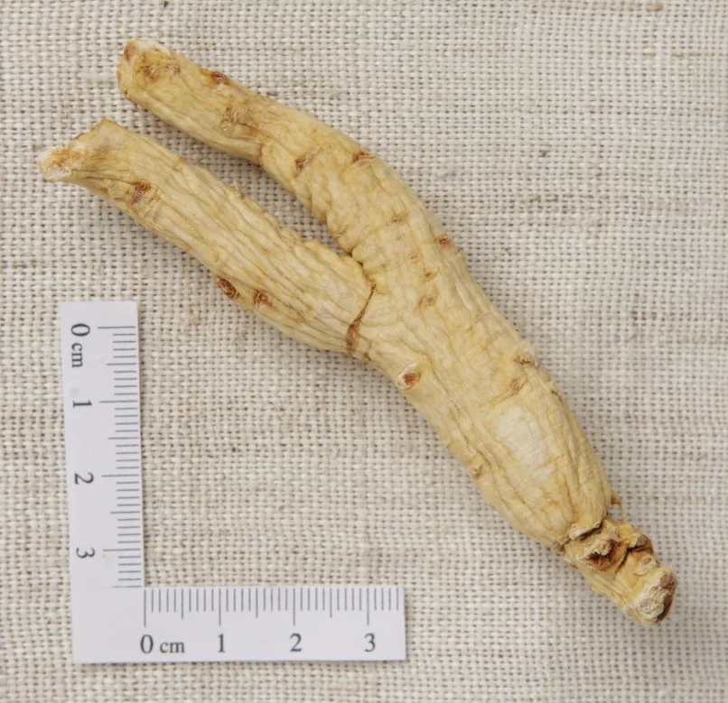 건조된 인삼 뿌리