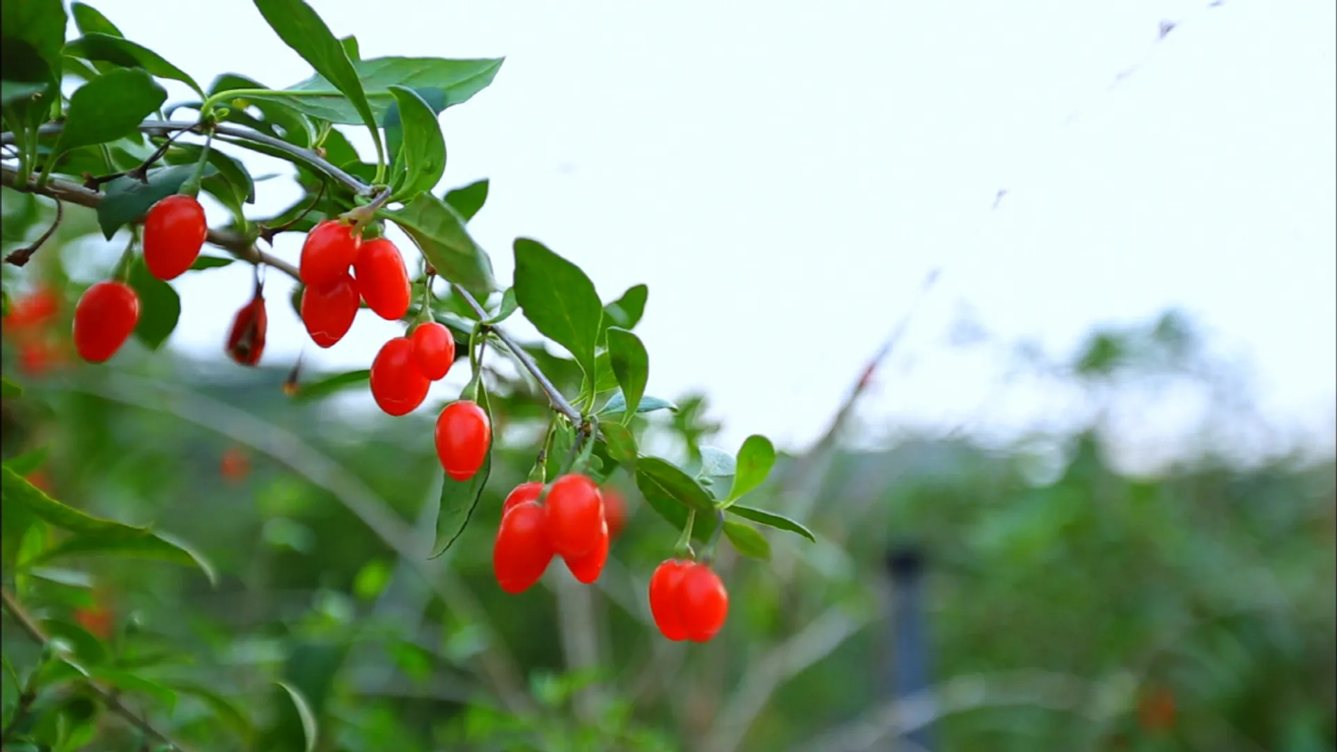 What Does Goji Berry Do in Your Foot Soak?