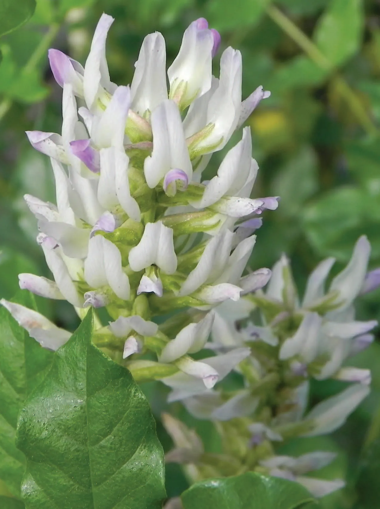 감초 꽃 (흰색과 보라색)